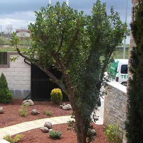 Nuestros trabajos de jardinería León Nuestros trabajos de jardinería León